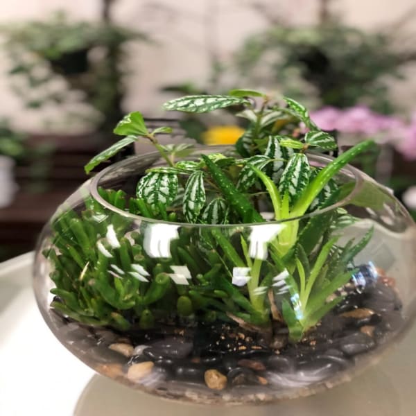 Small potted plant in a round glass bowl with pebbles