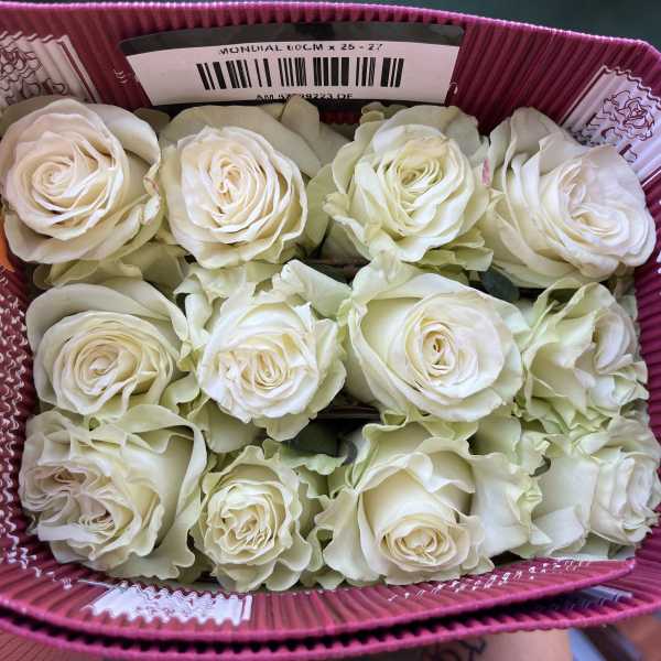 Wholesale roses mondial 25 stem pack