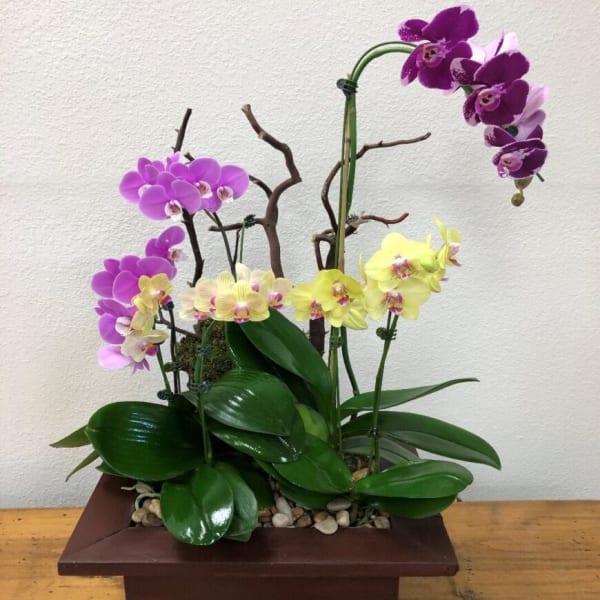 Orchid arrangement in a rectangular wooden planter with purple and yellow blooms
