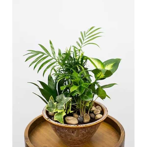Potted green houseplant arrangement in a ceramic bowl