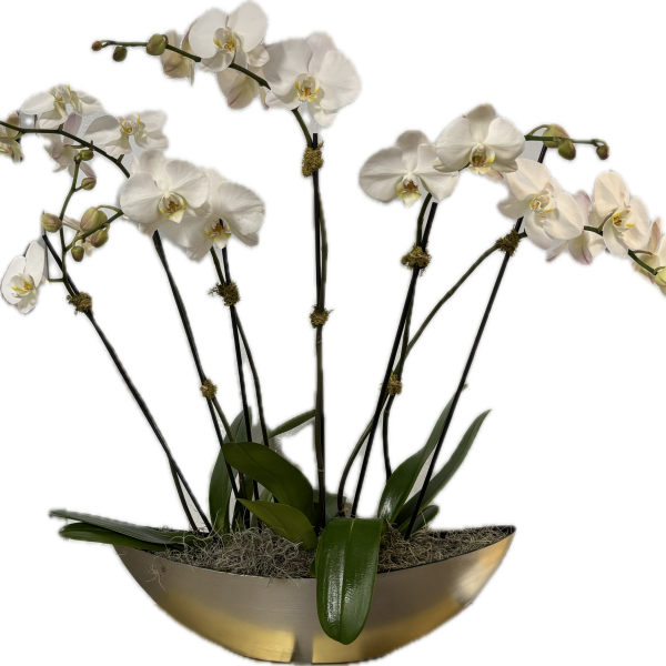 White orchids arranged in a shallow metallic bowl planter