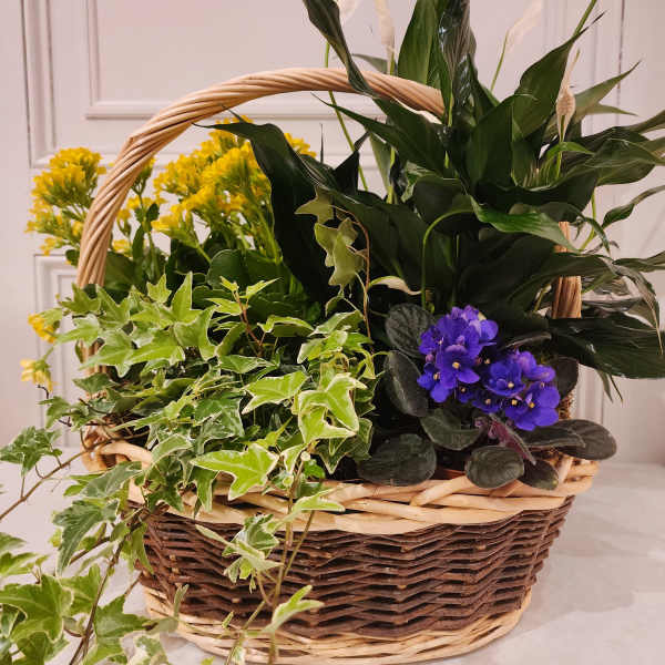 European Basket Garden