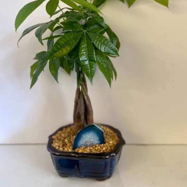 Potted money tree plant in a blue ceramic container