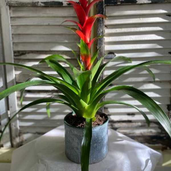 Potted bromeliad with red flower spikes and long green leaves