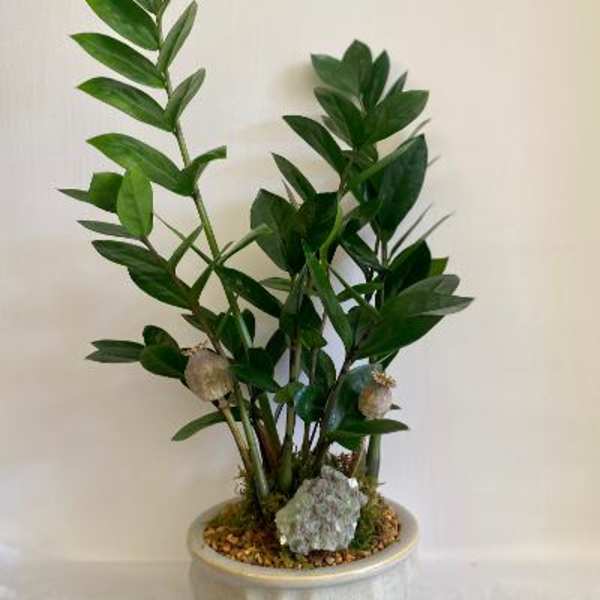 Potted green plant with upright stems in a ceramic container