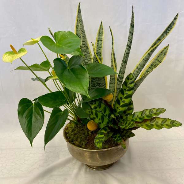 Mixed potted plant arrangement with broad green leaves and tall striped snake plant leaves in a gold bowl