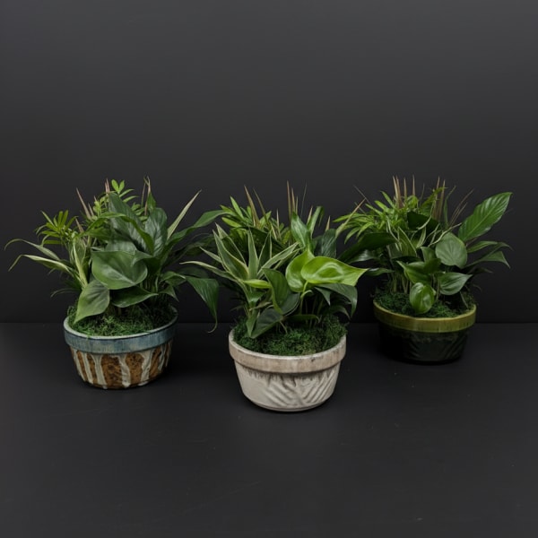 Three potted green houseplants in decorative containers