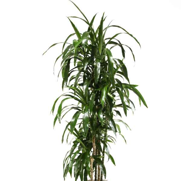 FLORIDA CANE PLANT