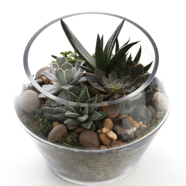 The Glass Conservatory