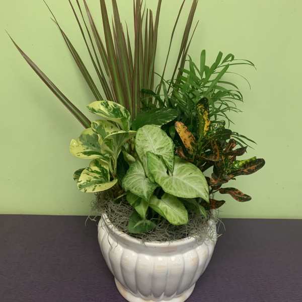 Mixed potted houseplants in a white ceramic planter