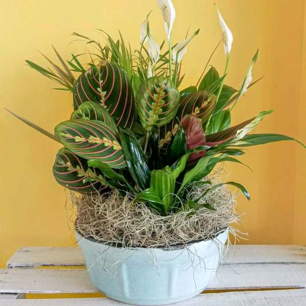 Potted arrangement of green foliage with white peace lilies