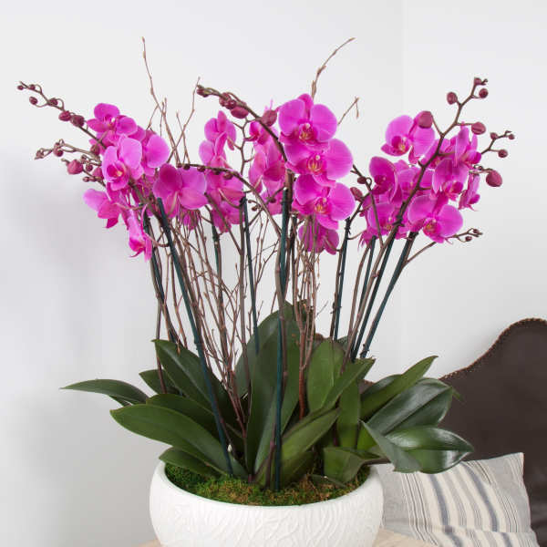 Pink orchid arrangement in a white textured pot