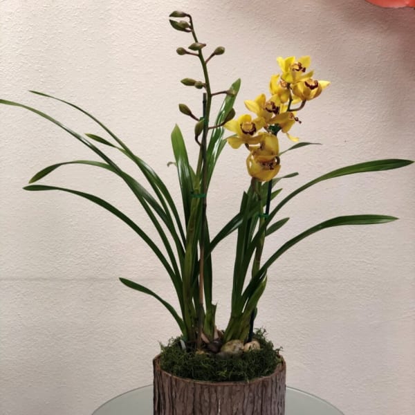 Yellow orchids in a bark-textured planter with long green leaves