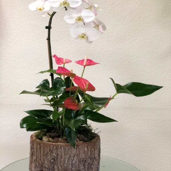 White orchid and pink anthurium arrangement in a rustic wood planter