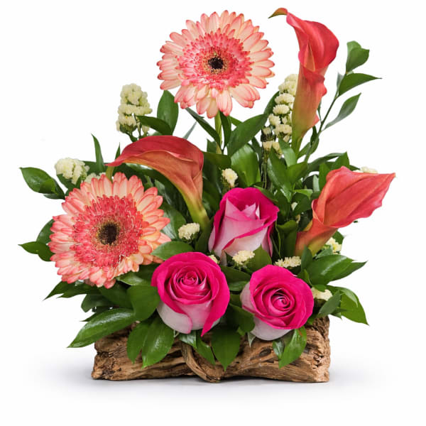 Coral Charm Driftwood Garden