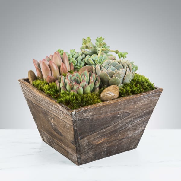 Rectangular wooden planter filled with assorted green and pink succulents and moss.