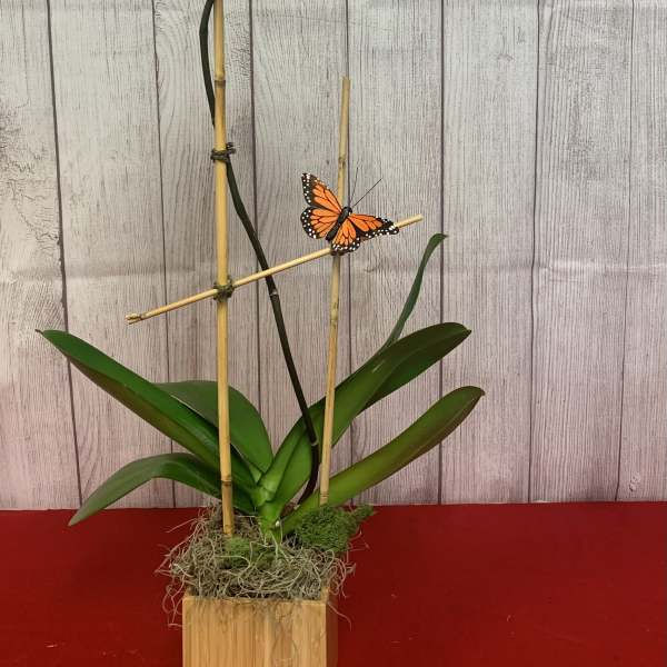 White orchid plant in a wooden container with a butterfly accent