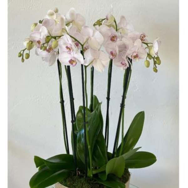 Potted orchid arrangement with pale pink blooms in a gold container