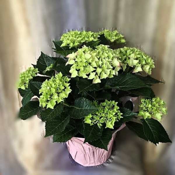 Spring Hydrangea - Flower a Day