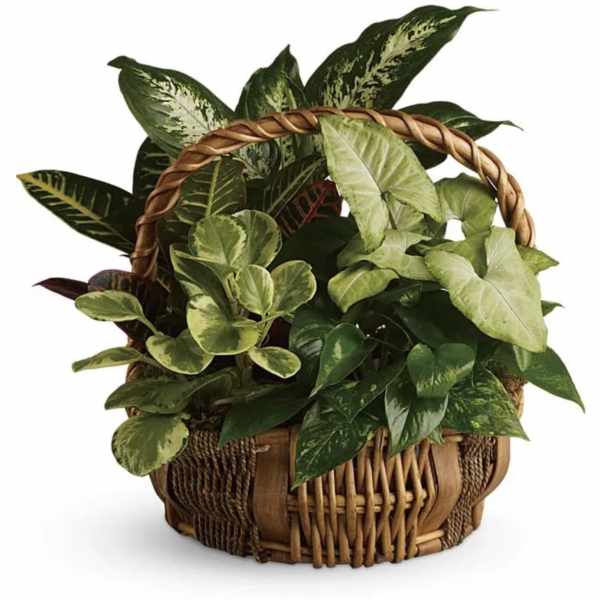 Basket of assorted green houseplants with a woven handle