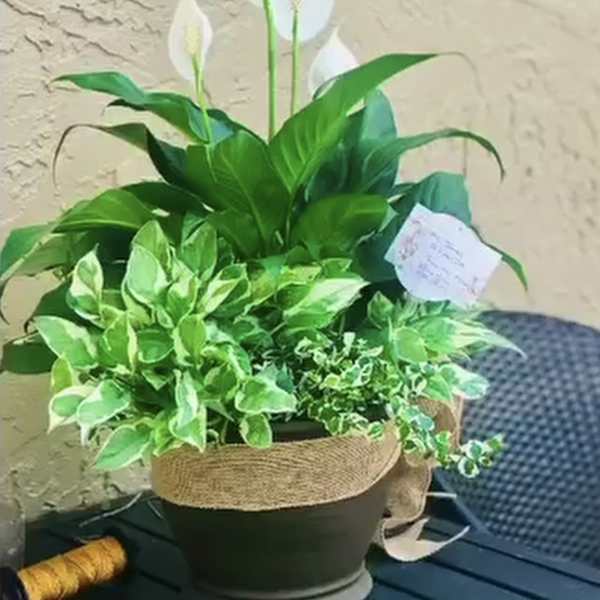 Potted peace lily plant with white blooms in a black container