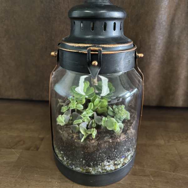 Succulent terrarium