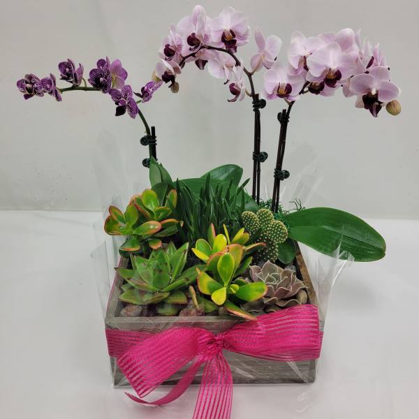 Wooden planter with pink and purple orchids and assorted succulents wrapped with a bright pink bow
