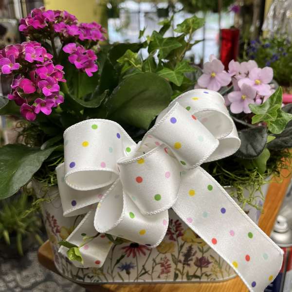Pink flowering plant arrangement in a floral tin with a polka-dot bow