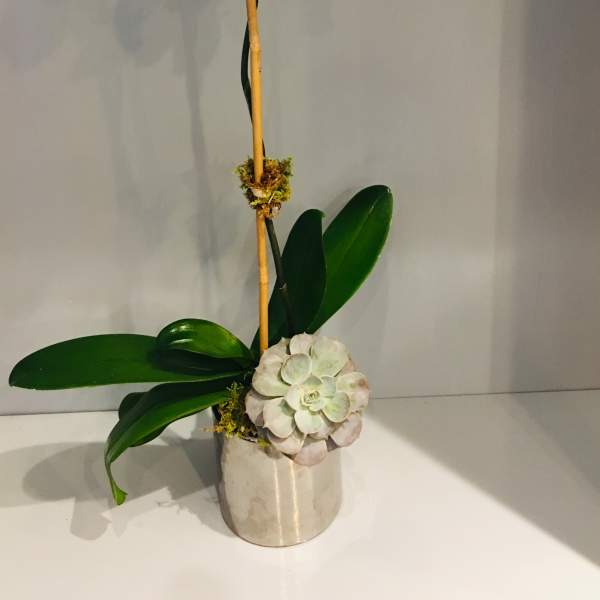 White orchid arrangement in a silver pot with a succulent accent