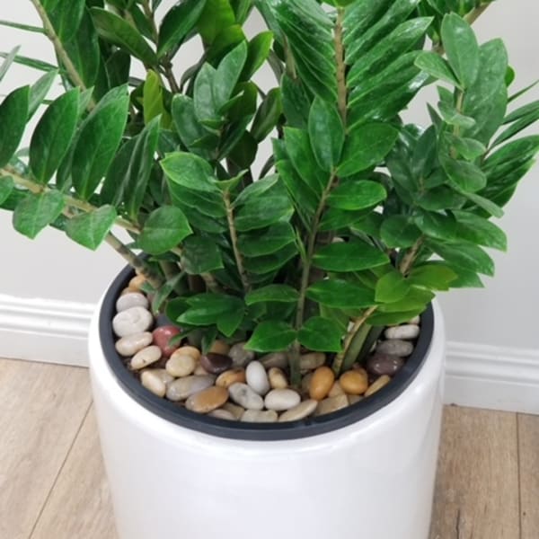 Potted green houseplant with glossy leaves in a white planter