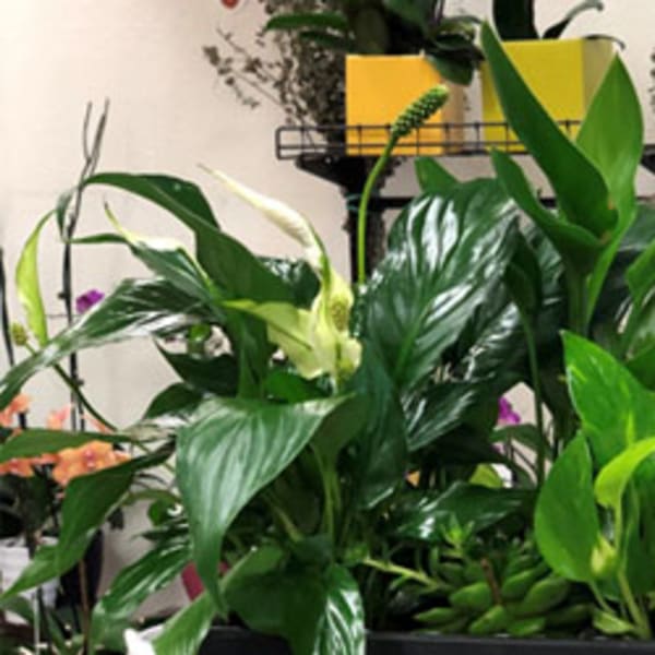 Assorted green potted houseplants in a display tray