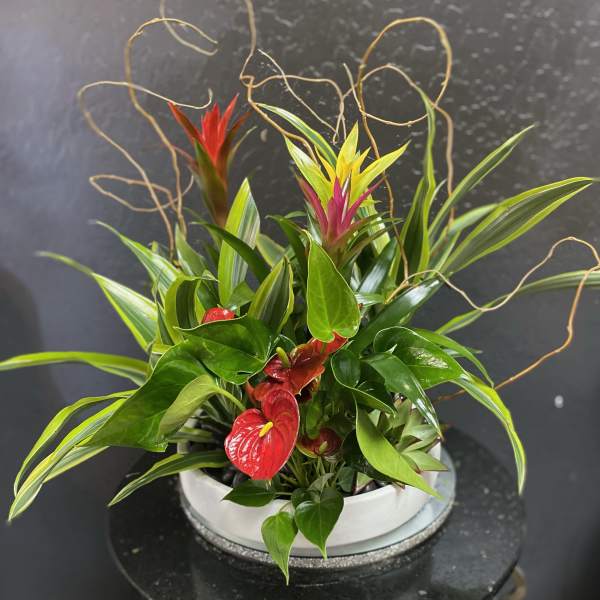 Tropical plant arrangement with red and pink blooms in a white container