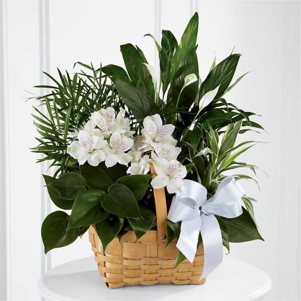 White flowers in a wicker basket with a white ribbon