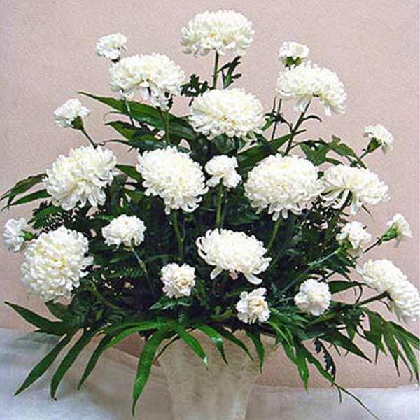 Tall arrangement of white chrysanthemums in a white vase