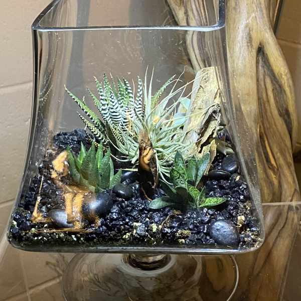 Glass pedestal terrarium filled with assorted succulents, an air plant, black gravel, and stones
