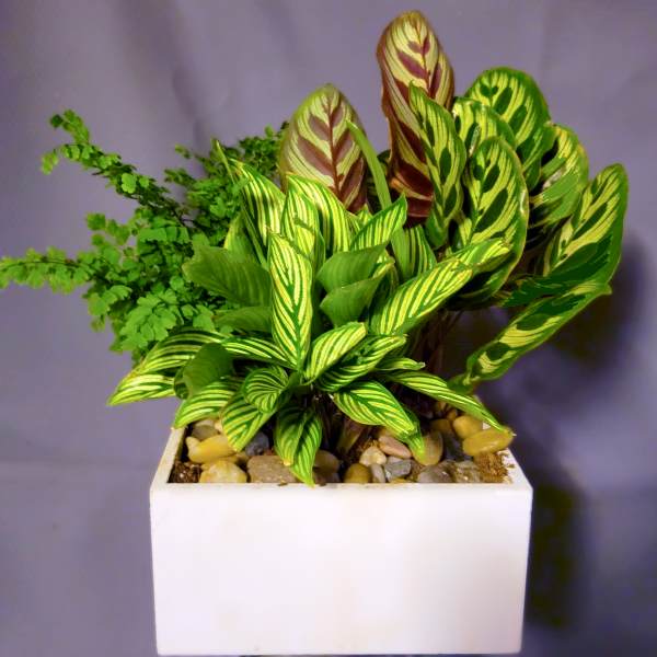 Assorted green houseplants with variegated leaves in a white rectangular ceramic container.
