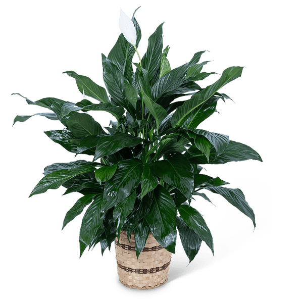 Potted peace lily plant with a white bloom in a woven basket