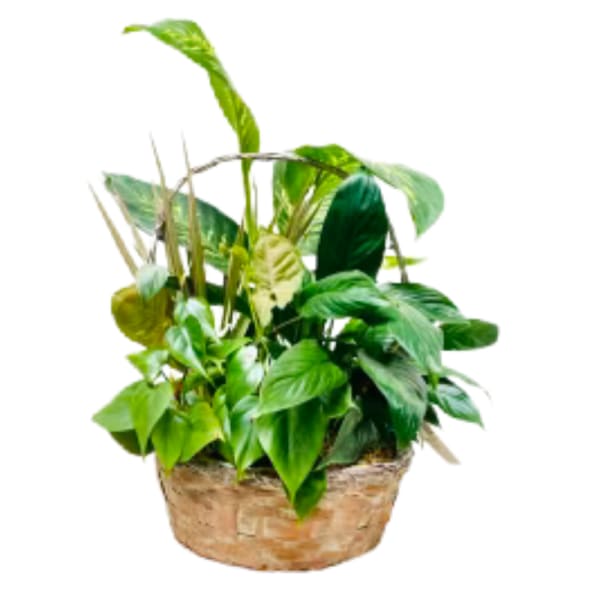 Potted green houseplant arrangement in a woven basket