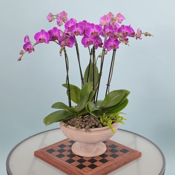 Pink orchid plant in a pedestal bowl on a checkered board