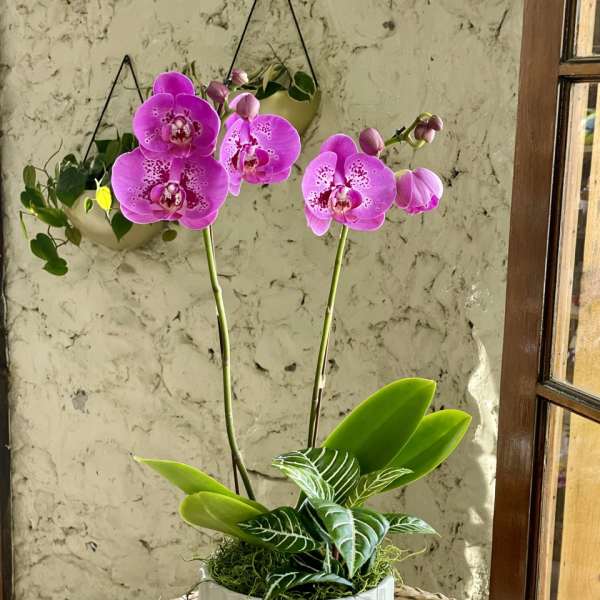 Pink orchid plant in a white pot on a woven chair