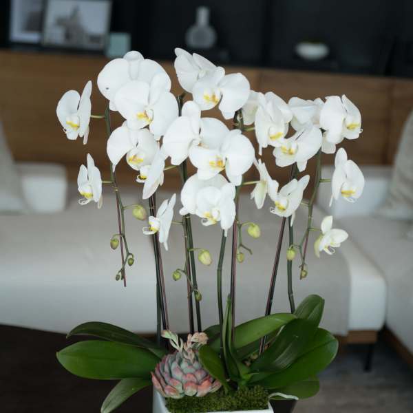 White orchids in a square white vase with a small succulent accent