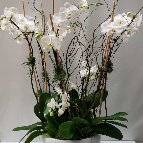 White orchids arranged in a white bowl with tall branches