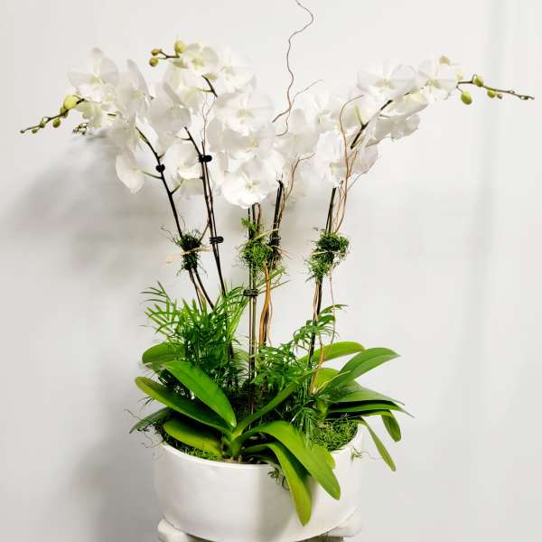 White orchids in a white planter with green foliage