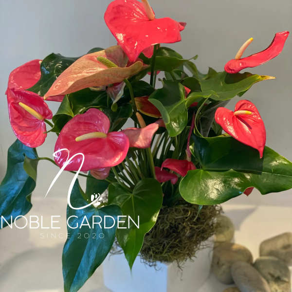 Pink anthurium arrangement with glossy green leaves in a white container