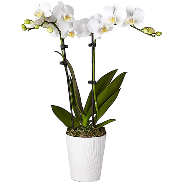 White orchid plant in a white pot