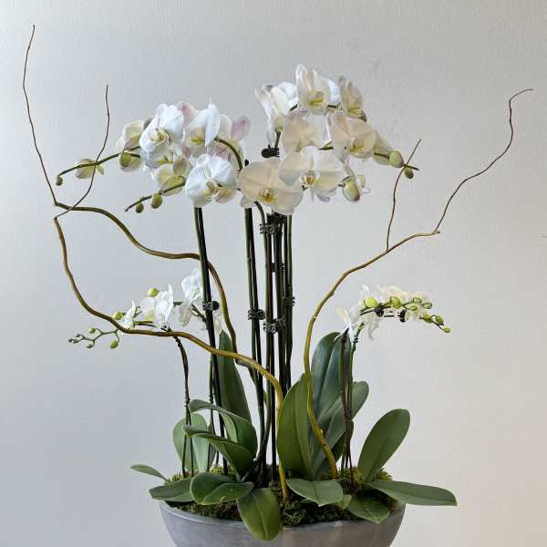 White orchids arranged in a shallow gray bowl with arching stems
