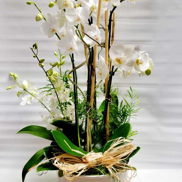 White orchids arranged in a white pot with bamboo stakes and a raffia bow