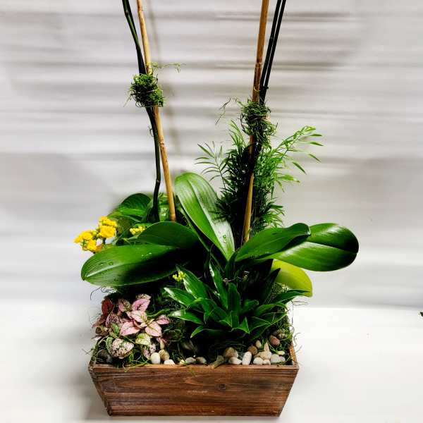 White orchids in a wooden planter with assorted foliage and stones