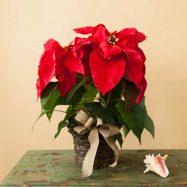 Potted red poinsettia with a ribbon bow in a woven basket