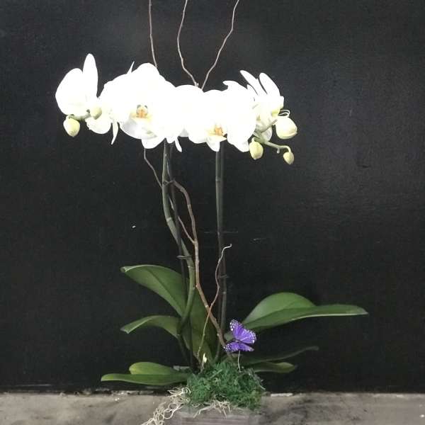 White orchid arrangement in a wooden box with a purple butterfly accent